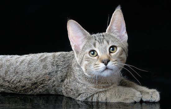 Породы кошек: пикси-боб